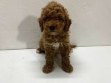 Red Toy Poodle Yavrum