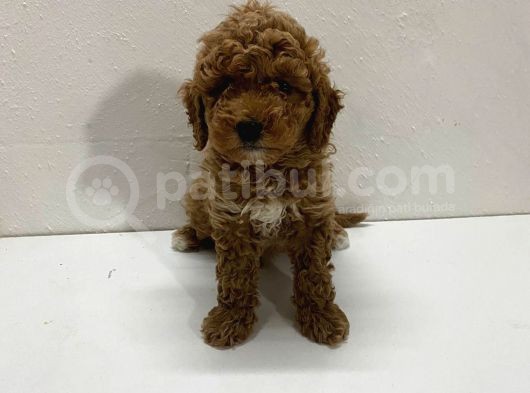 Red Toy Poodle Yavrum görsel