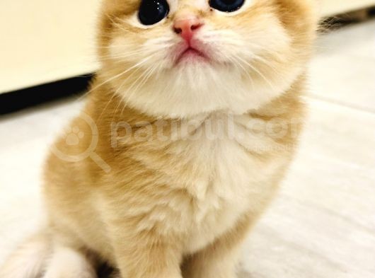 Saf Kan British Shorthair Golden görsel
