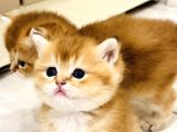 Saf Kan British Shorthair Golden