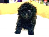 sİYAH RENK  TOY POODLE DİŞİ VE ERKEK YAVRULARIMIZ