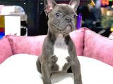 Eşsiz Güzellikte French Bulldog Blue erkek   Yavrumuz