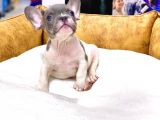 Efsane Güzellikte French Bulldog blue Pied Erkek Yavrumuz