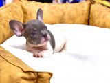 Efsane Güzellikte French Bulldog Blue Pied Erkek Yavrumuz
