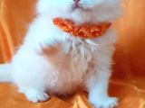 Petmode Den En Güzel Longhair Scottish Yavrular