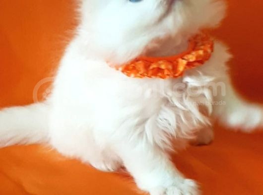 Petmode Den En Güzel Longhair Scottish Yavrular görsel