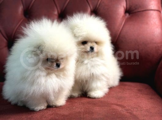 Petmode Köpek Çiftliğinden Kore Teddy Face Pomeranian görsel