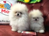 Petmode Köpek Çiftliğinden Kore Teddy Face Pomeranian