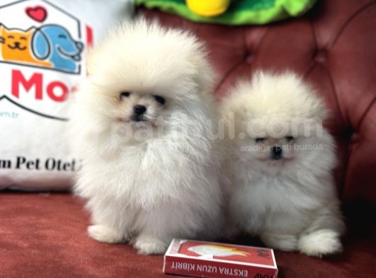 Petmode Köpek Çiftliğinden Kore Teddy Face Pomeranian görsel