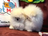 Petmode Köpek Çiftliğinden Kore Teddy Face Pomeranian