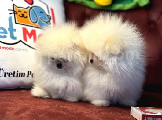 Petmode Köpek Çiftliğinden Kore Teddy Face Pomeranian görsel