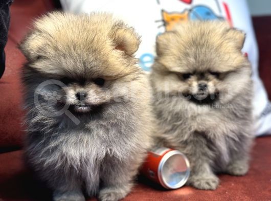 Petmode Köpek Çiftliğinden Kore Teddy Face Pomeranian görsel