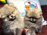 Petmode Köpek Çiftliğinden Kore Teddy Face Pomeranian