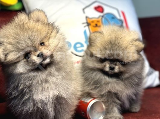 Petmode Köpek Çiftliğinden Kore Teddy Face Pomeranian görsel