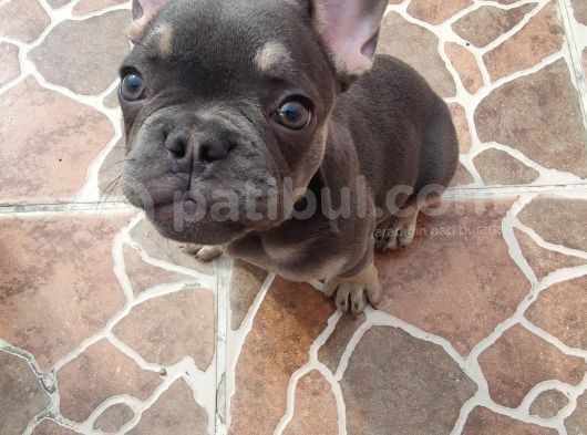 80 Günlük Fransız Bulldog Dişi