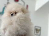 Petmode Köpek Çiftliğinden Kore Teddy Face Pomeranian