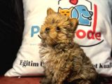 Petmode Köpek Çiftliğinden Tea Cup Morkie Yavrumuz