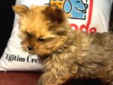 Petmode Köpek Çiftliğinden Tea Cup Morkie Yavrumuz