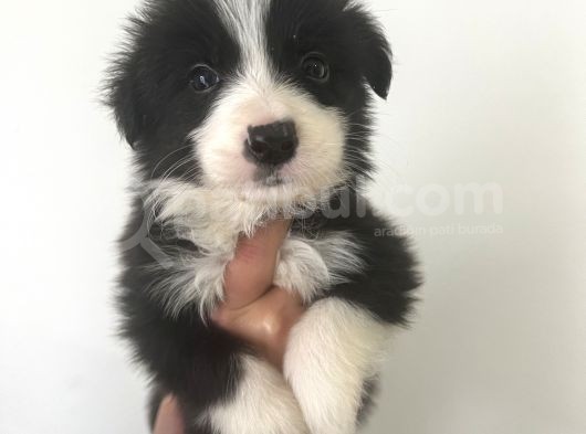 Akıl Küpü border Collie Yavrular