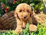 Harika Özelliklere Sahip Toy Poodle Yavrular