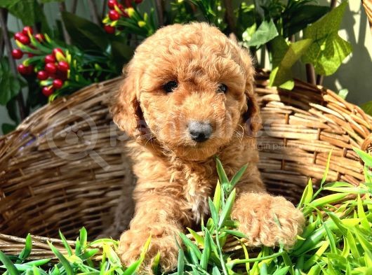 Harika Özelliklere Sahip Toy Poodle Yavrular görsel