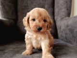 A Kalite Sağlıklı Maltipoo Yavrularımız