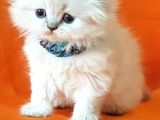 Petmode Den En Güzel Longhair Scottish Yavrular