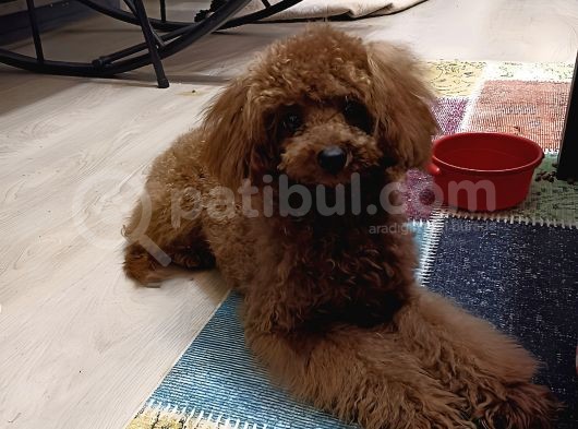 7 Aylık Dişi Red Brown Toy Poodle görsel