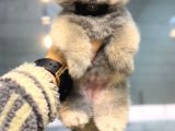 Teddy Bear Teacup Pomeranian Boo Aşk Çocuklar