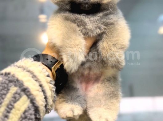 Teddy Bear Teacup Pomeranian Boo Aşk Çocuklar görsel