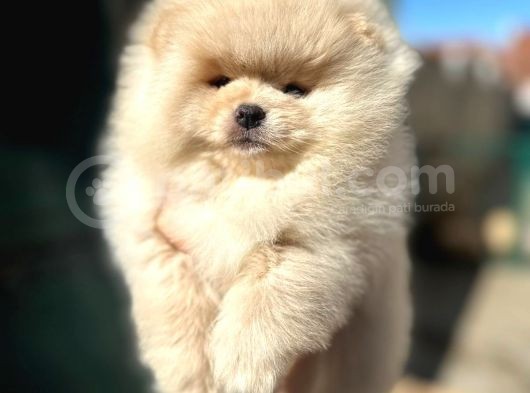 Teddy Bear Teacup Pomeranian Boo Aşk Çocuklar görsel