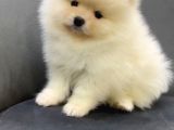 Teddy Bear Teacup Pomeranian Boo Aşk Çocuklar
