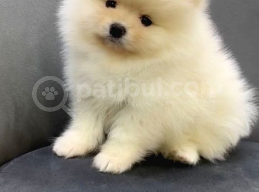 Teddy Bear Teacup Pomeranian Boo Aşk Çocuklar