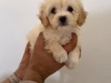 BEYAZ MALTİPOO YAVRULARI