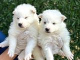Kar Beyaz Harika Samoyed Yavrularımız