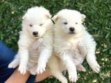 Kar Beyaz Harika Samoyed Yavrularımız