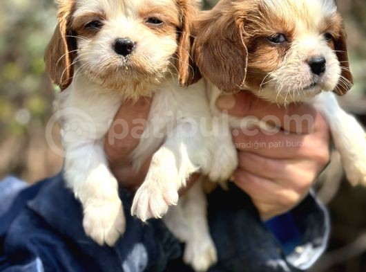 Bebek Gibi Cavalier King Char Yavrularımız görsel