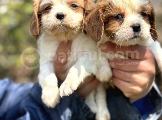 Bebek Gibi Cavalier King Char Yavrularımız görsel