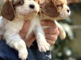 Bebek Gibi Cavalier King Char Yavrularımız