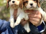 Bebek Gibi Cavalier King Char Yavrularımız