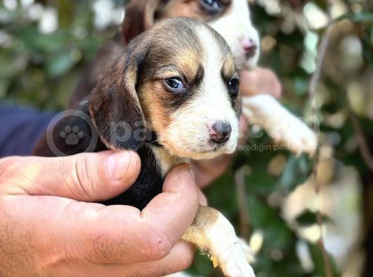 Üç Renk Sevimli Beagle Yavrularımız görsel
