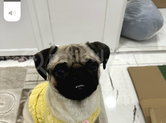 Pug görsel