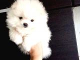 Pomerri̇an Boo Ayi Suratli 