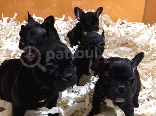 Black frenç buldog yavrular