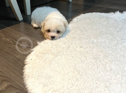 4 Aylık Maltipoo görsel