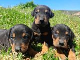 Sağlıklı DOBERMAN Yavrularımız