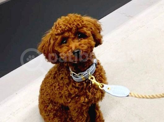 TOOY POODLE YAVRUMUZ 0 TEACUP 