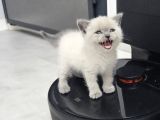 Aile Sıcaklığnda Büyüyen  Scottish Fold British Yvrlr
