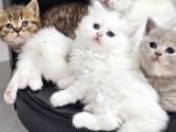Aile Sıcaklığnda Büyüyen  Scottish Fold British Yvrlr