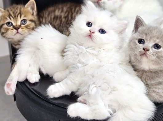Aile Sıcaklığnda Büyüyen  Scottish Fold British Yvrlr görsel